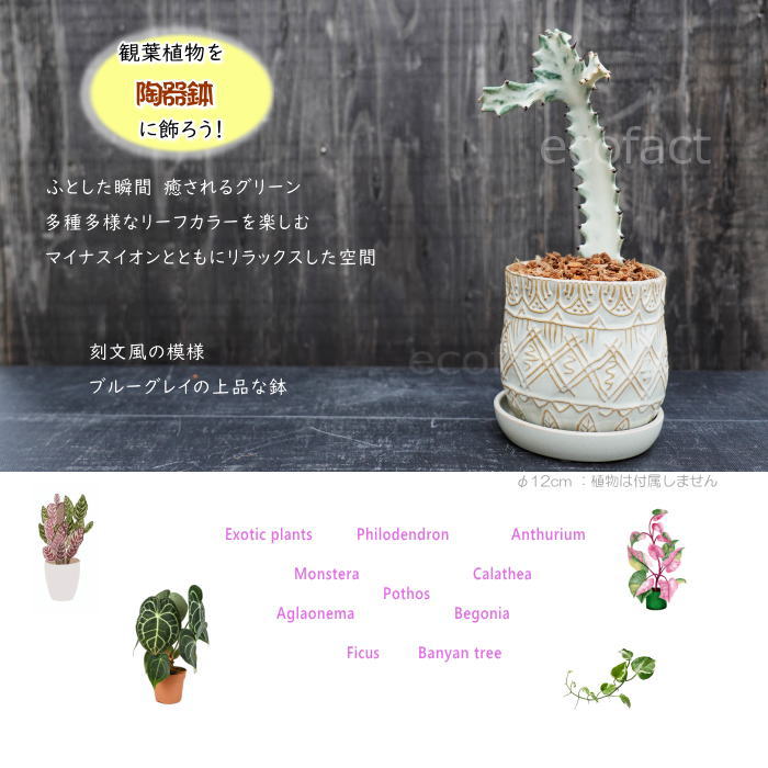 イマン ポワージュ ミニプランター イマン ポワージュ ミニプランター 【公式通販】