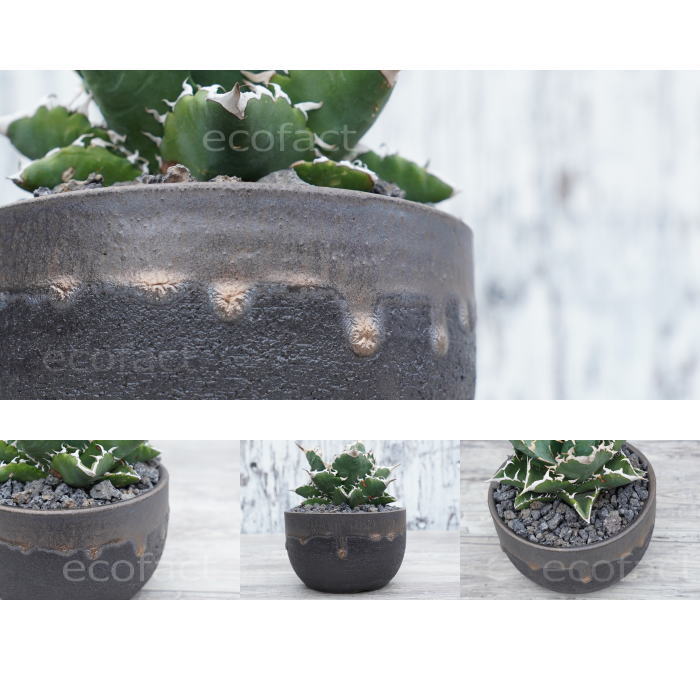 陶器鉢 植木鉢 5号 丸型 金彩 ゴールド/ブラック おしゃれ プランター