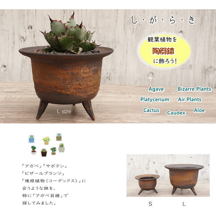 かみ山陶器 信楽焼 植木鉢 | GREEN LUCK