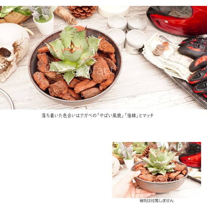 陶器鉢 植木鉢 7号 ワン型 金彩 ゴールド/ブラック おしゃれ