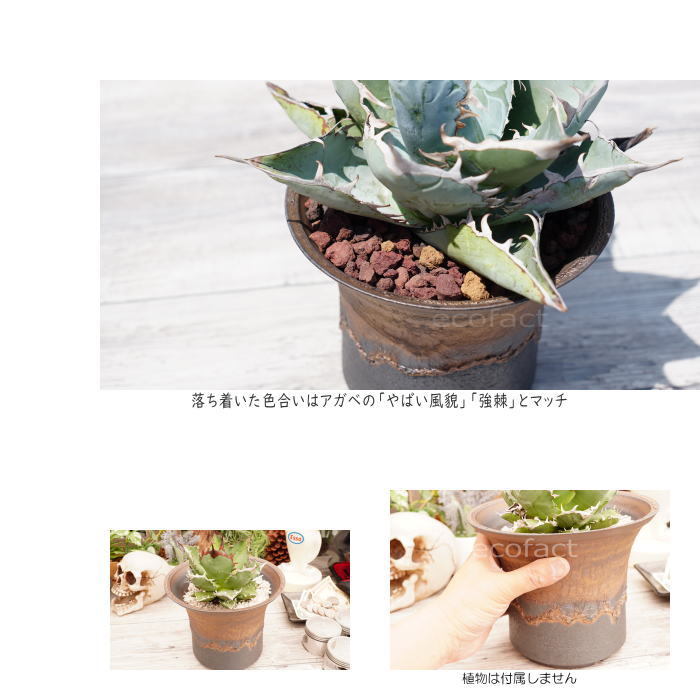 陶器鉢 植木鉢 6号 大深ソリ型 金彩 ゴールド/ブラック プランター