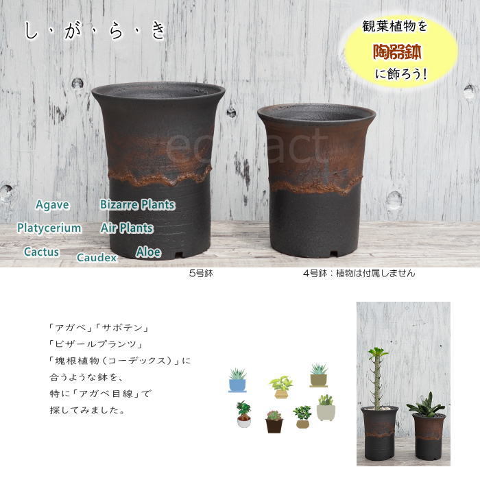 赤ラメ　陶器鉢 Amazon | 信楽焼 13号ナマコ色 すいれん鉢 メダカ鉢 睡蓮鉢