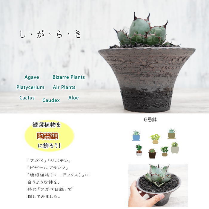 Ikumi様　希少　ブラジル　ヒメヤシ　バルーン陶器鉢　植え込み発送 Ikumi様 希少 ブラジル ヒメヤシ バルーン陶器鉢 植え込み発送