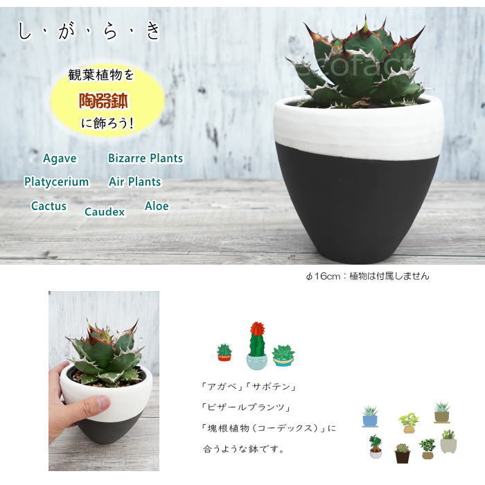 陶器鉢 植木鉢 小鉢 底穴あり MATPOT マットポットL ホワイト