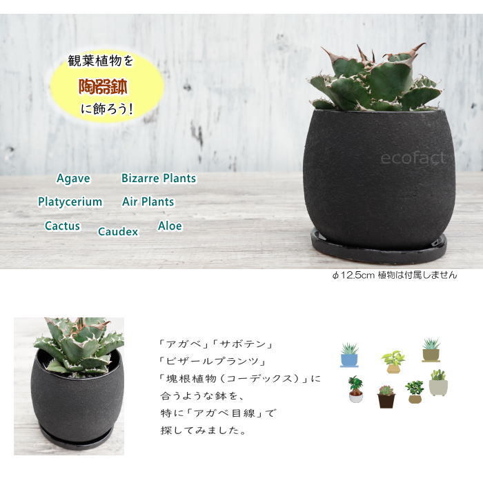 楽天市場】資 植木鉢 CD035-120BK ブラックペイント 陶器 鉢