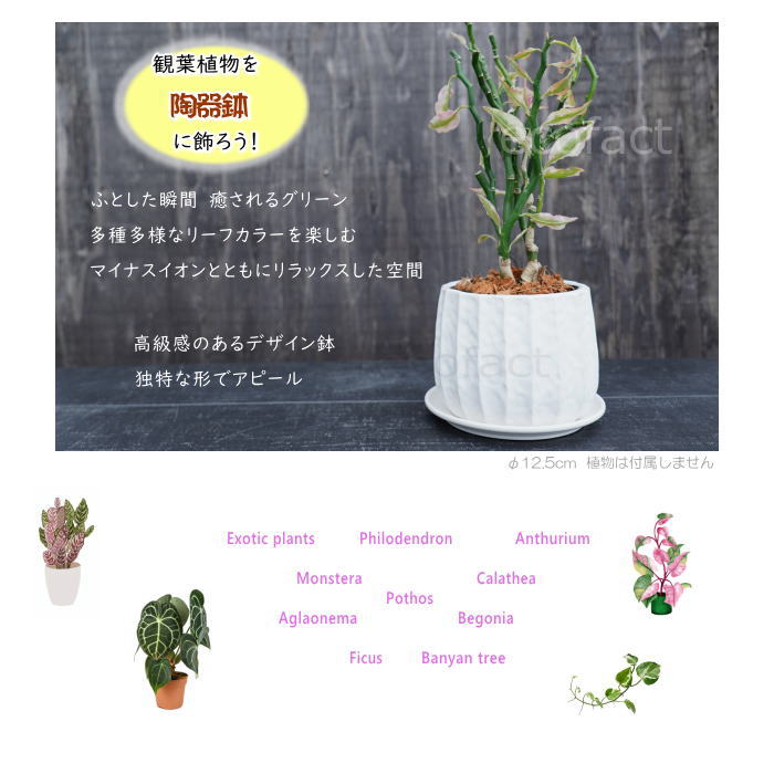おしゃれ フラワーポット 陶器鉢 植木鉢 ミニポット リベロ 白 M