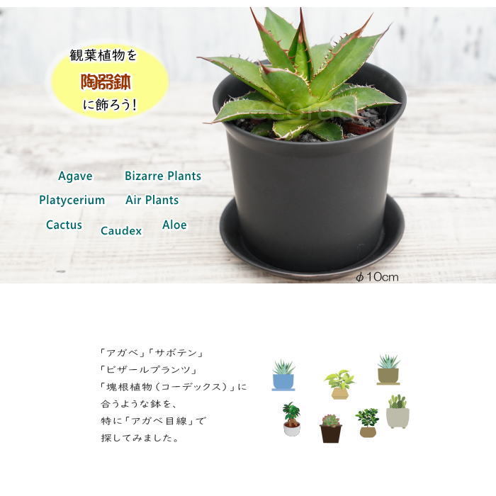 陶器鉢 植木鉢 ミニポット ZZ 黒ブラック φ10cm 皿付 おしゃれ