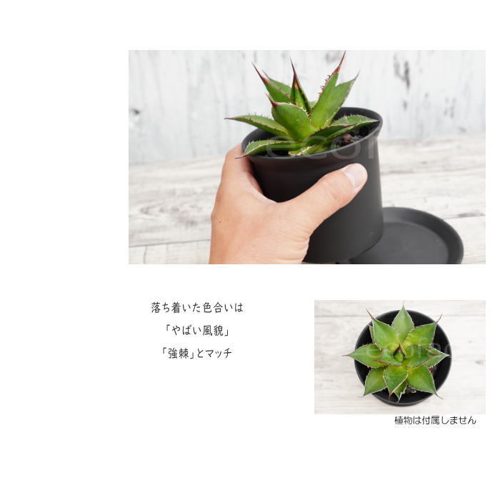 植木鉢 陶器鉢 植木鉢 ミニポット ZZ 黒ブラック φ10cm 皿付 おしゃれ