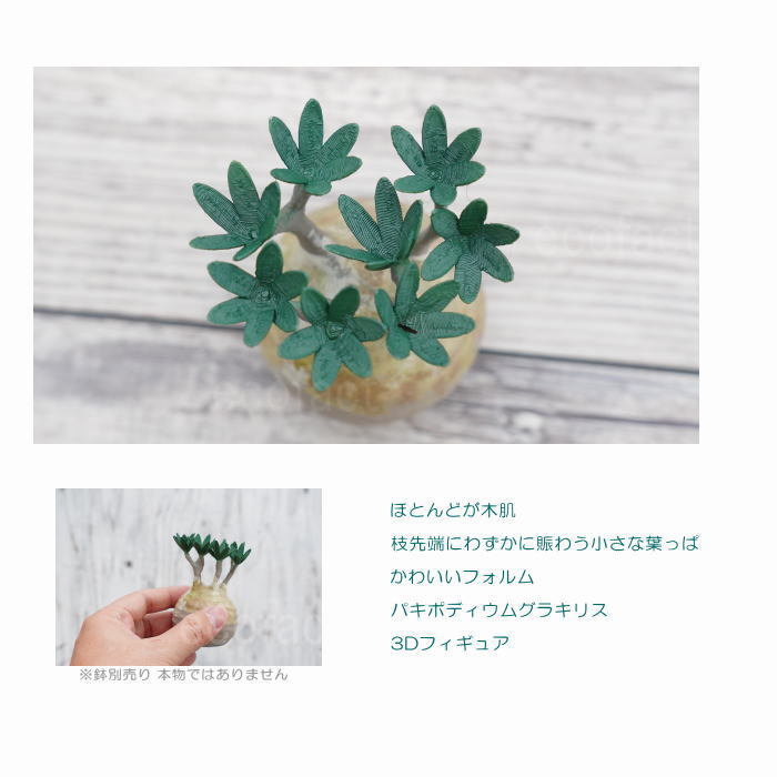 良型グラキリス 作家鉢 塊根植物・コーデックス