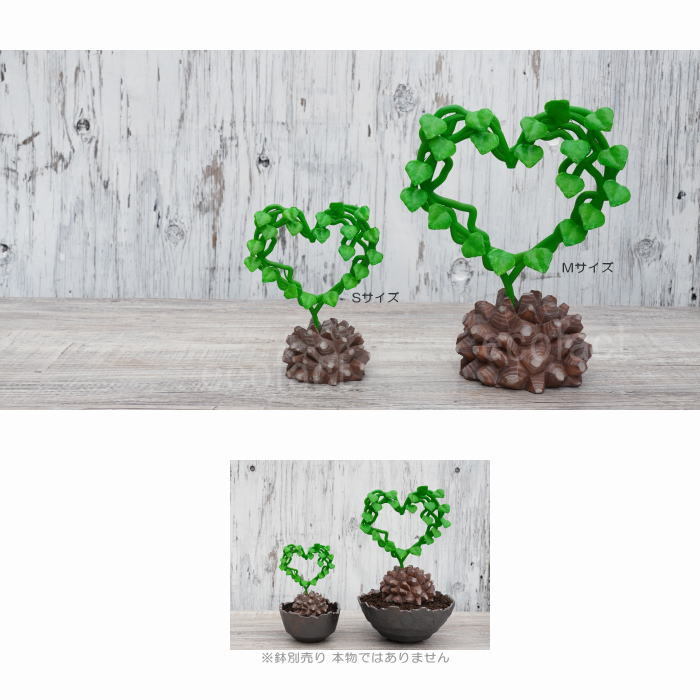 全サイズ LOBINDON×ミャクミャク ラブブ 塊根植物 亀甲竜 グラキリス