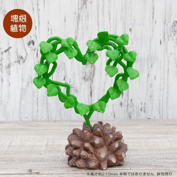 YOAKE GREEN | お待たせしました！ 「珍奇植物フィギュア