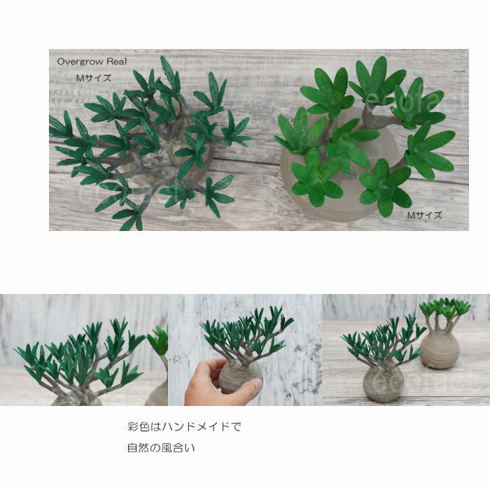 フェイクグリーン 3D フィギュア パキポディウム グラキリス Overgrow