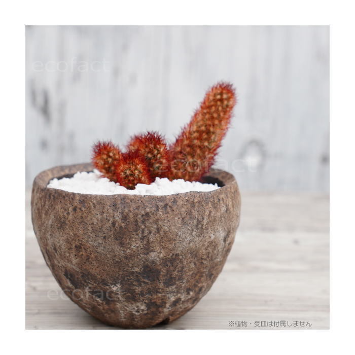 陶芸鉢 「BUNGA POT」　陶器鉢　有田焼　宝寿窯 01732h.jpg