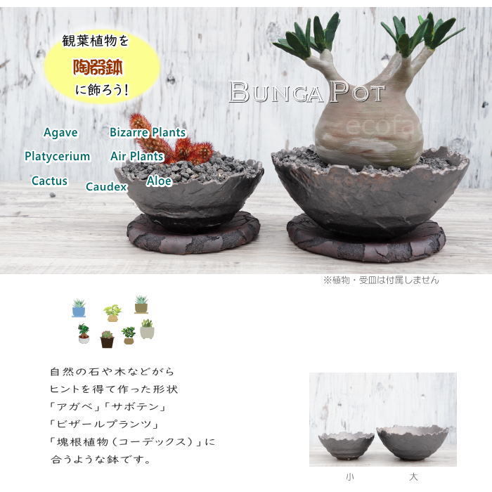 陶器鉢 植木鉢 ミニポット 底穴あり BUNGA POT クラウン 平型 （大