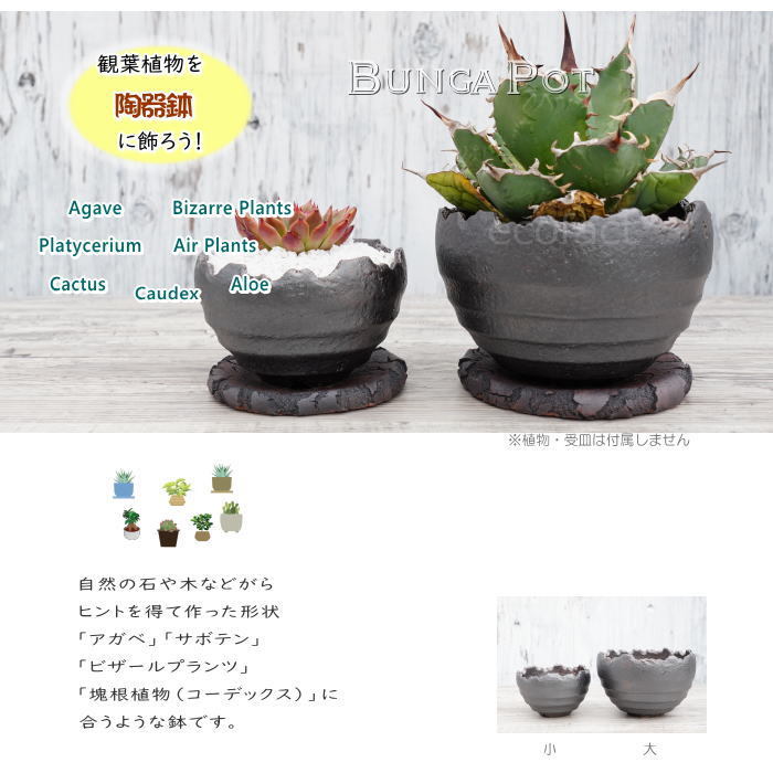 陶器鉢 植木鉢 ミニポット 底穴あり BUNGA POT クラウン 丸型 （大