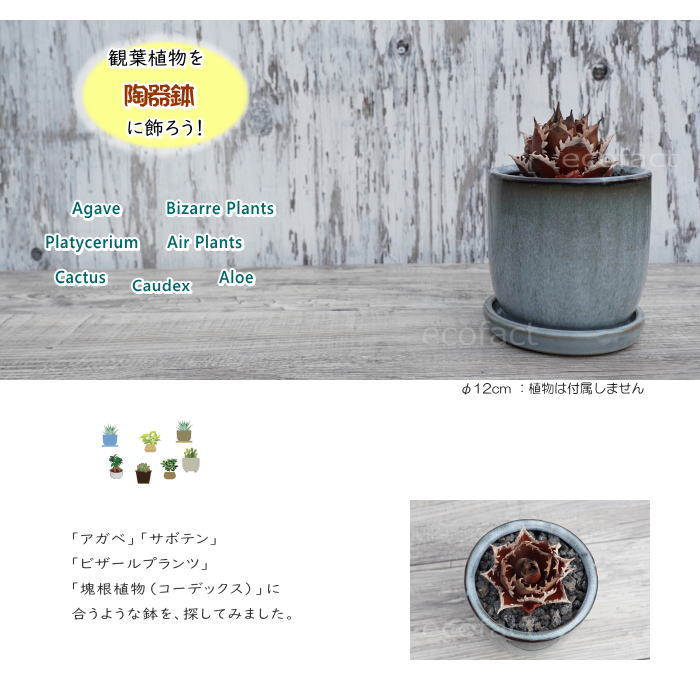 陶器鉢 植木鉢 ミニポット 皿付 ソルポットS ブルー φ12cm