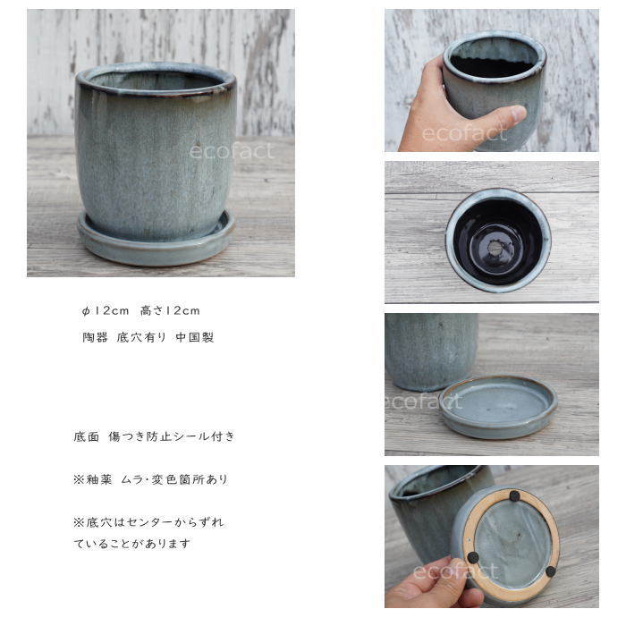 マカイエンセ　陶器鉢付き マカイエンセ 陶器鉢付き