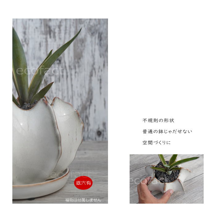 陶器鉢 植木鉢 ミニポット 皿付 ソルケイブ ホワイト φ17cm（8.5cm）プランター 園芸鉢 観葉植物 アガベ サボテン 塊根植物 コーデックス  多肉植物 : y001759 : エリア27 - 通販 - Yahoo!ショッピング