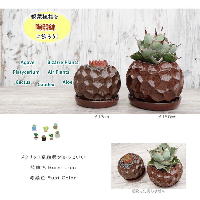 赤色多肉植物 陶器鉢 赤色多肉植物 陶器鉢 【公式通販】