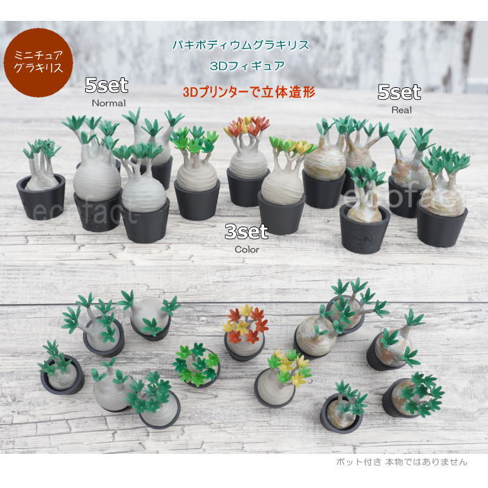 3D フィギュア ミニチュア 5セットリアル グラキリス パキポディウム