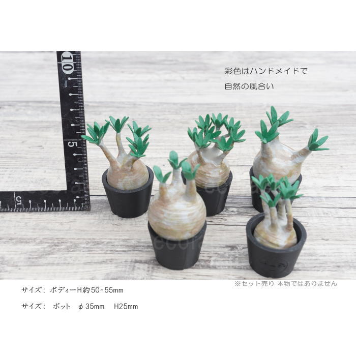 3D フィギュア ミニチュア 5セットリアル グラキリス パキポディウム