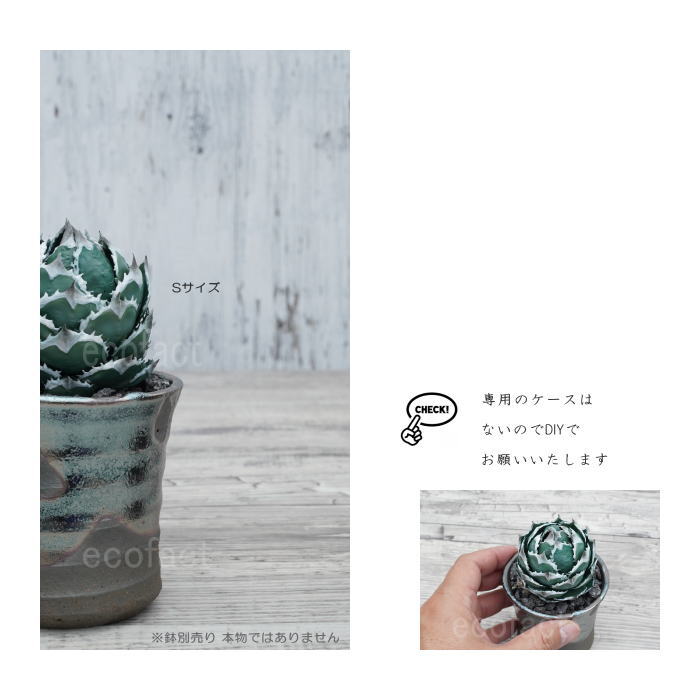 フェイクグリーン 3D フィギュア アガベ チタノタ 白鯨 Sサイズ 造花