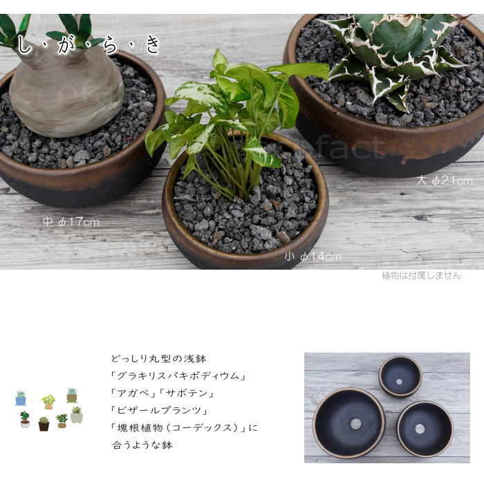 未使用品　信楽焼き　大きな　ダックスフント　器　陶器　プランター　鉢　釉薬 陶器鉢 植木鉢 底穴あり 丸浅（中）φ17cm 金彩 ブラック