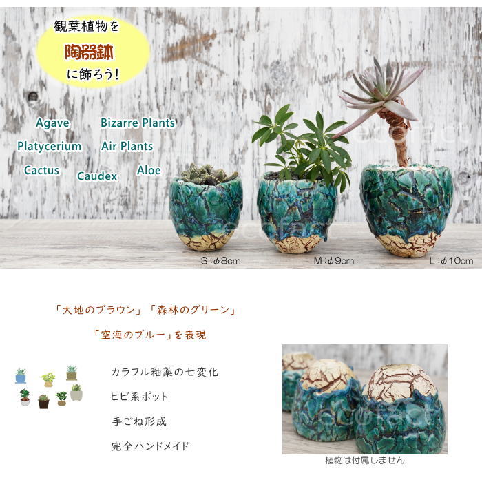 陶器鉢 植木鉢 底穴ありフォレスト（緑）白茶S φ8cm 日本製 園芸鉢 観葉植物 アガベ サボテン 塊根植物 コーデックス 多肉植物  ふるものぐりーん8889工房 : y001851 : エリア27 - 通販 - Yahoo!ショッピング