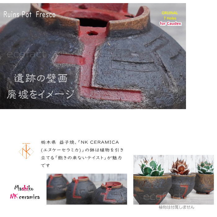 c*N様 ウィンゾリー実生　益子焼鉢付 パキポディウム ウィンゾリー (実生苗) + plantsmonsters pot