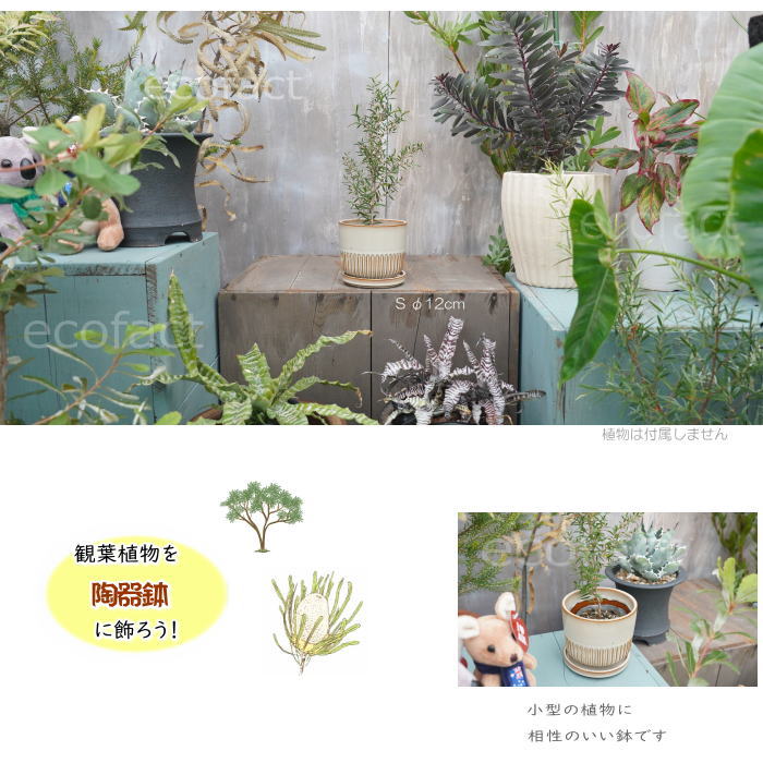 植木鉢andソーサー✳︎POT観葉植物✳︎園芸プランター 楽天市場】植木鉢 受け皿付き おしゃれ 人気 プランター ミニ
