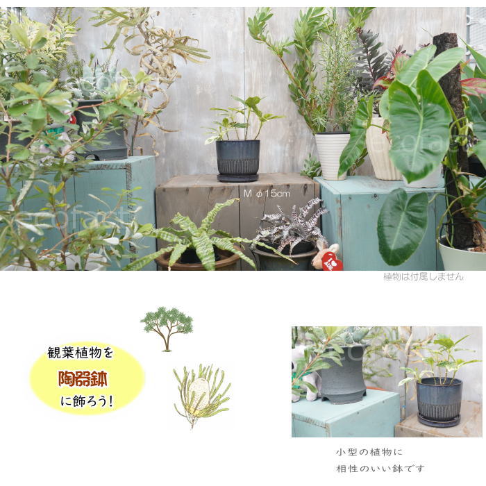激レア　earnest hearts pot volt type-RE 植木鉢 EARNEST HEARTS PLANTS (@earnest_hearts_plants) · Instagram