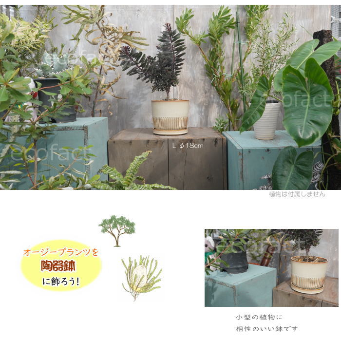 植木鉢 おしゃれ 陶器鉢 フラワーポット ミニポット 底穴あり Streak L