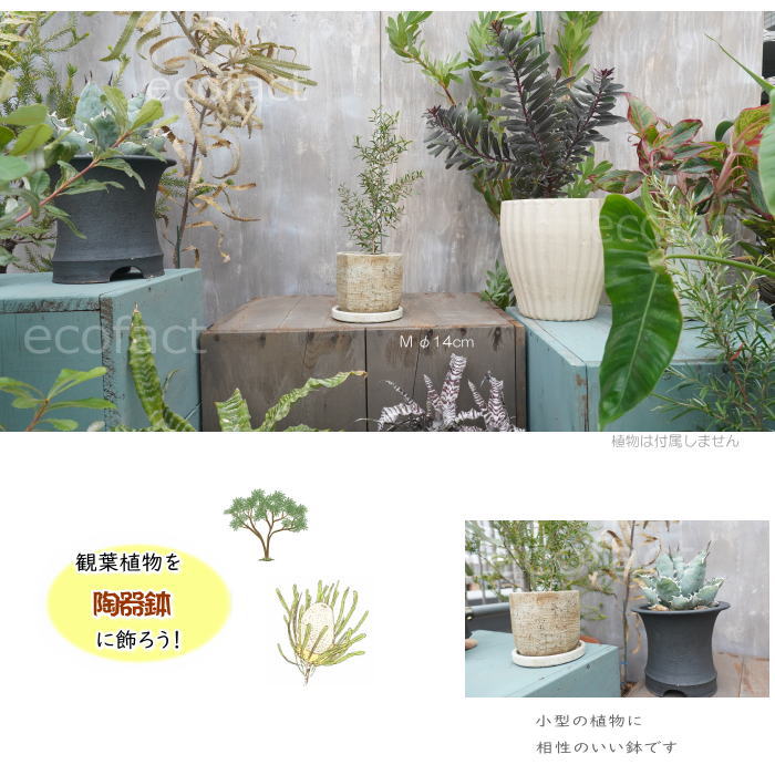 プランツモンスターポット　鉢 Plants Monsters Pot】大地を感じる唯一無二なデザインのタイの