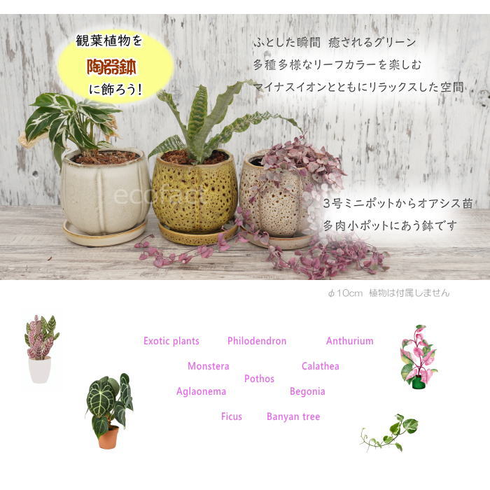 植木鉢 おしゃれ 陶器鉢 フラワーポット ミニポット 底穴あり