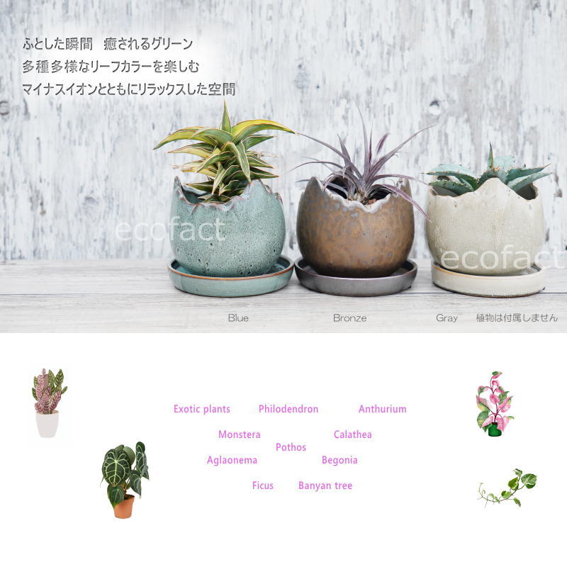 鉢　陶器　生花　花器 生け花 花器 水盤 陶器 和風 お盆型M 浅型 平鉢 盆栽鉢 山野草鉢 陶器