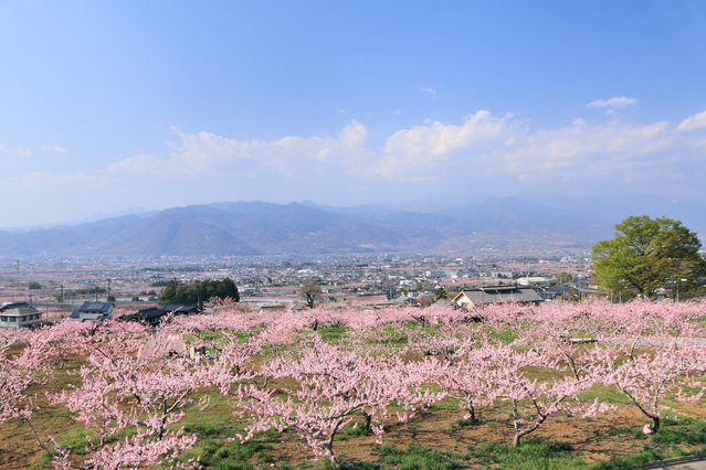 日本一の桃源郷の笛吹市
