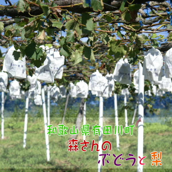 森さんのぶどうと梨