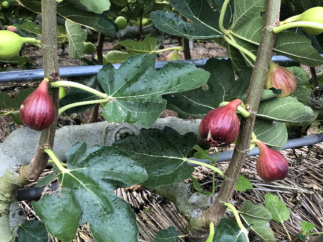 無花果の木