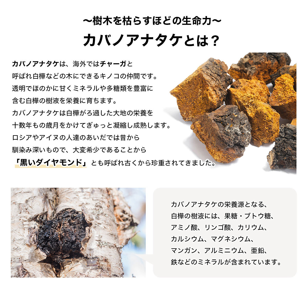 正規代理店 【お得な3箱セット】樺のあな茸茶 カバノアナタケ茶 国産 ティーバック 天然カバノアナタケ100% ノンカフェイン あなたけ茶 チャーガ  プラスケア