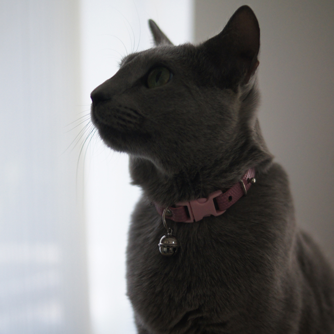 猫の銀鈴」 猫向け鈴 猫の首輪用 「優しく澄んだ音色」 猫用品 銀製