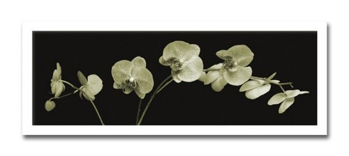 絵画 額付き 北欧 インテリア 壁掛け MOMA Jk driggs Orchid Sprays 絵