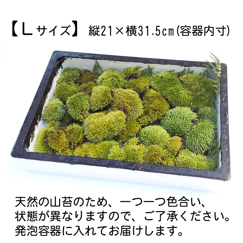 山苔 Lサイズ 天然苔 苔テラリウム 苔盆栽 盆栽 庭園 やまごけ