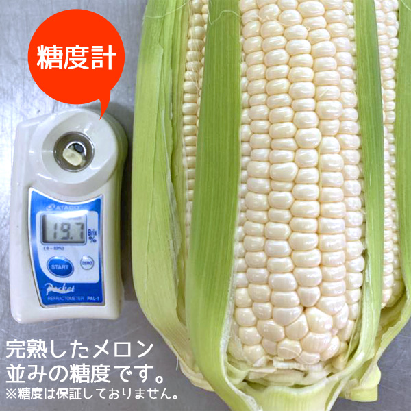 アイスクリームコーン 白いトウモロコシ ホワイトコーン 3kg