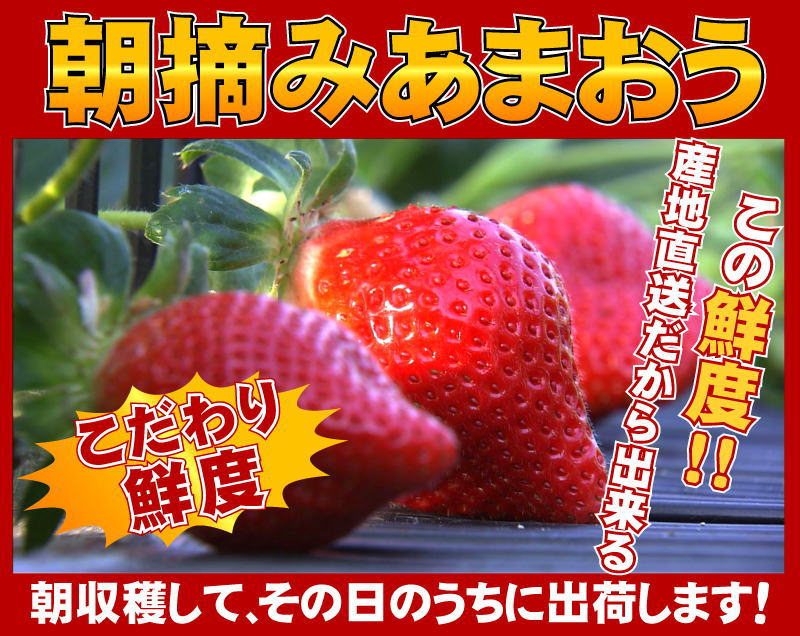 苺,いちご,イチゴ,あまおう,甘王,イチゴ,いいもの【あるファーム】九州