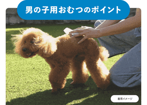 Famy 犬用おむつ