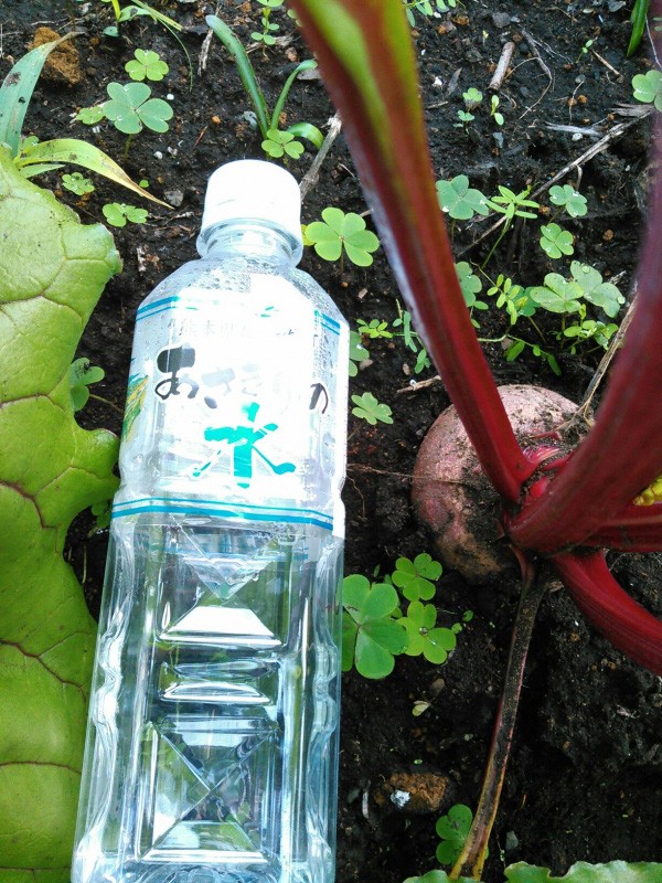 送料無料！　熊本県あさぎり町産　ビーツ　５+αkg　(予約受付中）