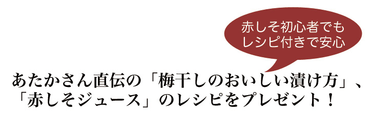 5kg ご予約品 束 福岡県芦屋産 梅干し 葉 ３０年以上 福岡県で高評価の赤しそです 梅が鮮やかに色づくと大評判 枝付きの赤しそ を産地直送 Yasai290 赤しそ 赤しそ 梅干し用 赤紫蘇ジュース用