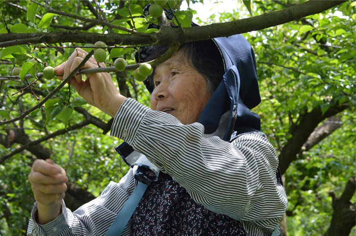 最高の 小梅 梅干し用 七折れ小梅 10kg 大分県大山産 ご予約品 内祝い Nooitmeergrasmaaien Be