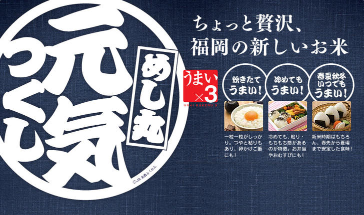 元気つくし 無洗米 10kg 福岡県のお米 令和7年産 : 朝ごはん本舗