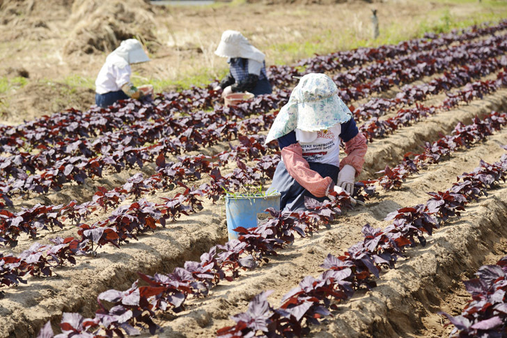 5kg ご予約品 束 福岡県芦屋産 梅干し 葉 ３０年以上 福岡県で高評価の赤しそです 梅が鮮やかに色づくと大評判 枝付きの赤しそ を産地直送 Yasai290 赤しそ 赤しそ 梅干し用 赤紫蘇ジュース用